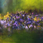 Carry van Delft -lumiere, licht, ochtend, bloemen, light, purple.
