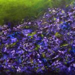 paarse bloemen die door de wind worden weggeblazen